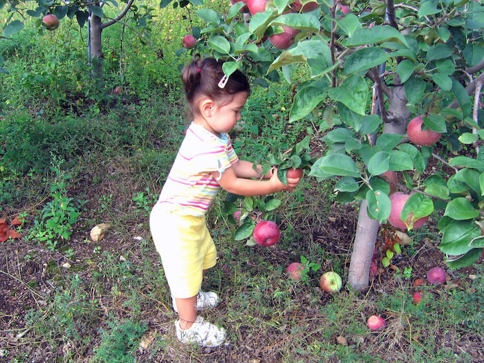 Delicious Apple Recipes To Make With Your Kids